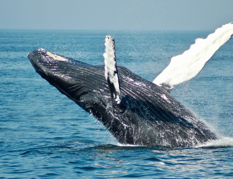 Avistamiento de ballenas Avistamiento de ballenas